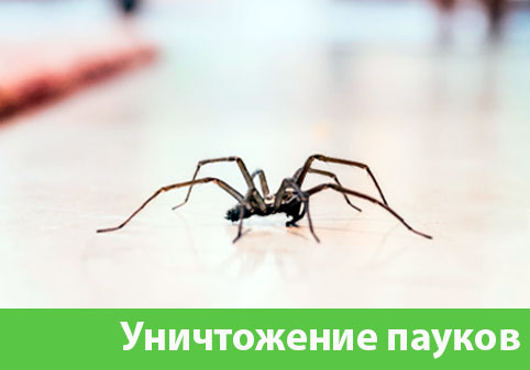 Избавиться от пауков в городе Казань