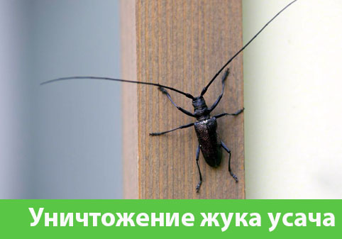 Обработка от жука усача в городе Казань