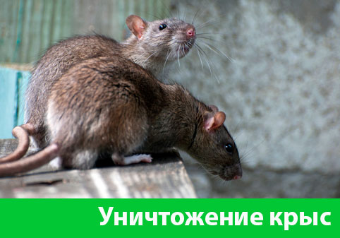 Уничтожение крыс в городе Казань