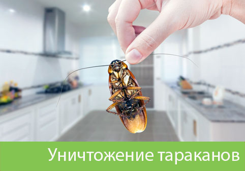 Уничтожение тараканов в городе Казань