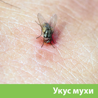 Уничтожение мух в Казани