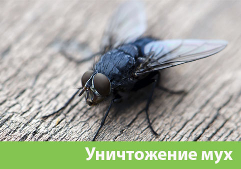 Уничтожение мух в городе Казань
