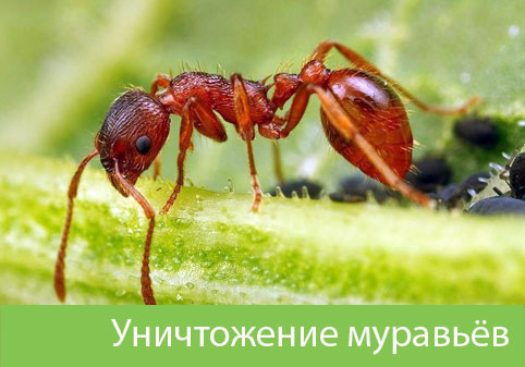 Уничтожение муравьёв в городе Казань