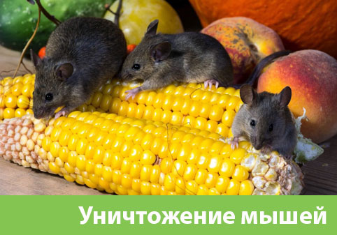 Уничтожение мышей в Казани