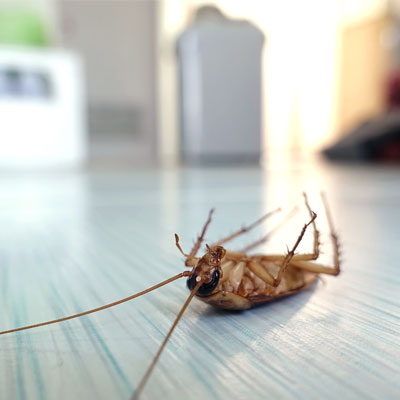 Тараканы в квартире в Казани